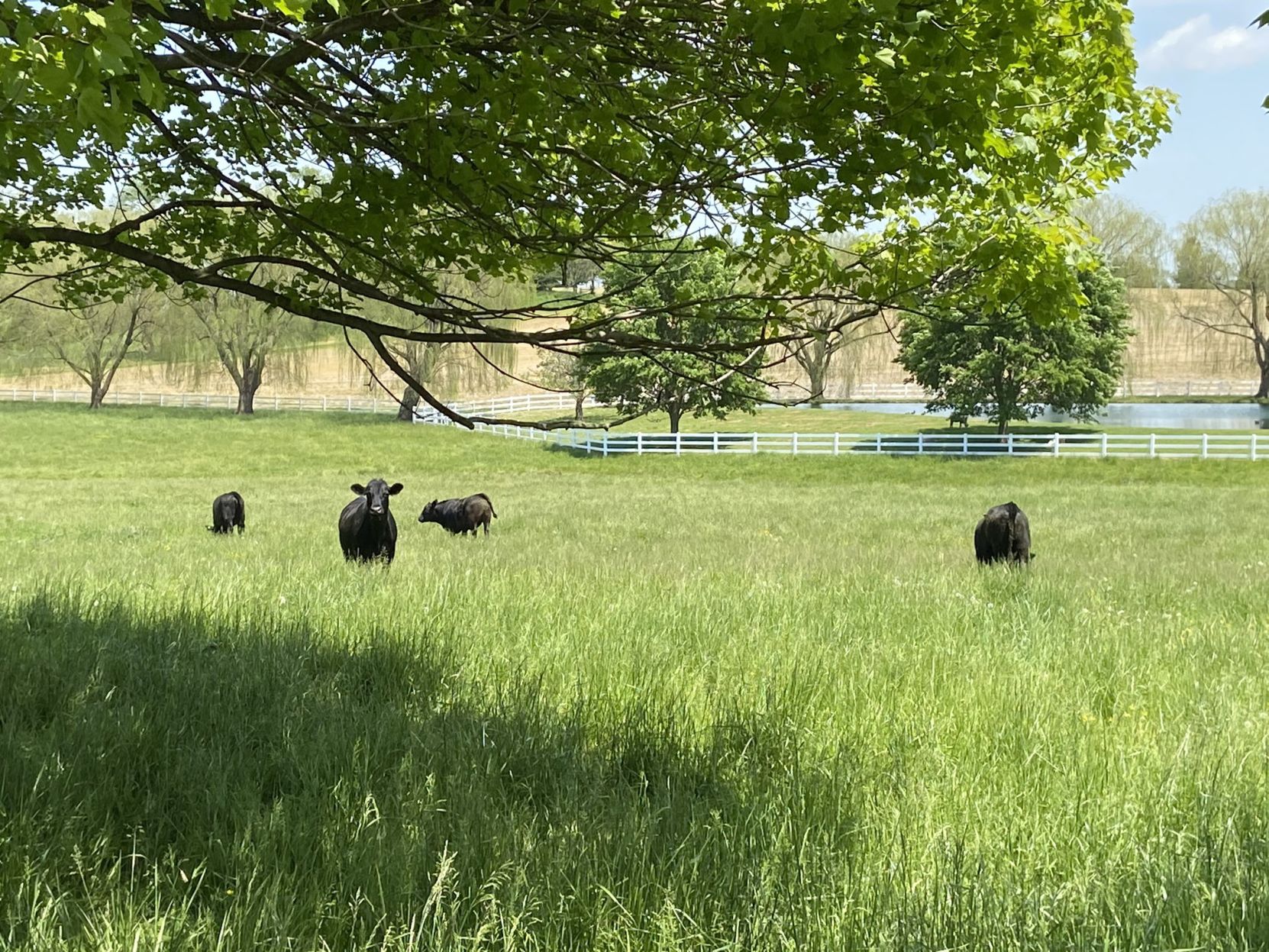 Mike Cow Pics, County Reopening 1